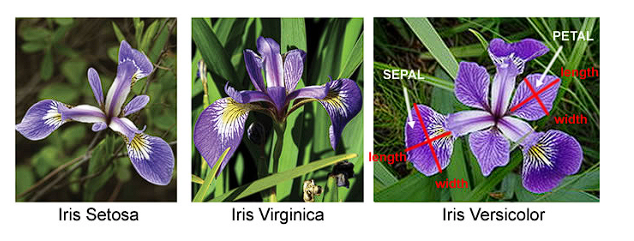 Příklad okvětí kosatců